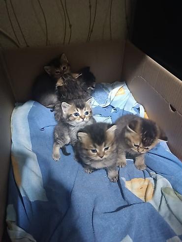 Pişiklər: Erkək, Dişi, Yaxşı əllərə, Pulsuz çatdırılma, Ödənişli çatdırılma, Ünvandan götürmə — 13