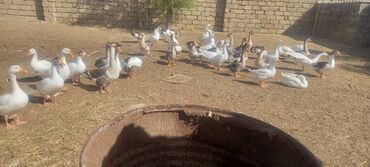 5 yas tortu: Tam mayalı YERLİ VƏ RUSYA CİNSİ (AYRILIQDA) QAZ YUMURTASI SATIŞINA