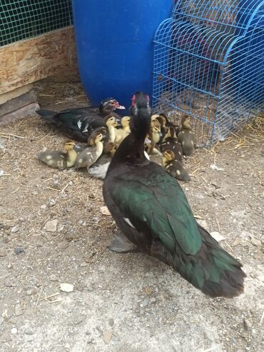 Другие с/х животные: Утята Индоутки Тяжёлая Линия. Индоутята. Фендибоберных Солидных — 12