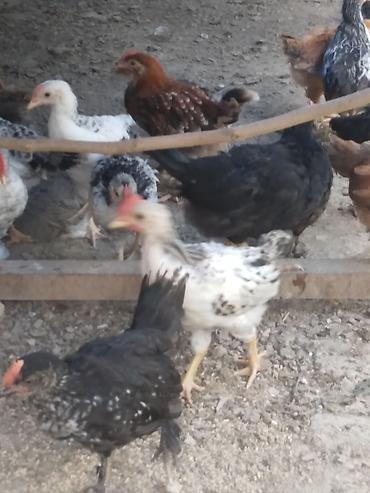 brama cuceler: Salam kənd cűcələri satlır 30 ədəddir 50 gűnlűkdűrlər çoxu xoruzdur — 4