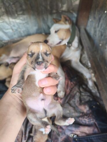 İtlər: Pitbul, 1 ay, Ünvandan götürmə, Rayonlara çatdırılma, Pulsuz çatdırılma — 6