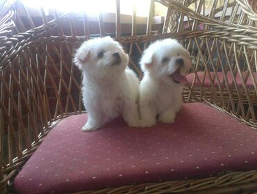 Psi: , Von House Petronijevic Ub, odgajivačnica FCI 5708. Maltezer mini — 8