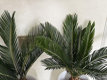 озеленения: Декоративные саговники (Cycas revoluta) в горшках - Комплект из 2 — 2