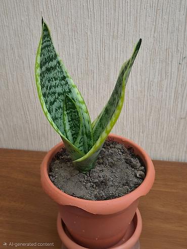 саландра цветок: Sansevieriya "Laurentii" (Qayınana dili) dibçəkdə ​Sansevieria otaq — 1