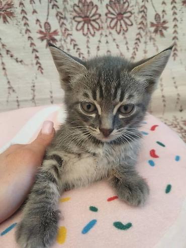 котята простые: Замечательные домашние котята,2девочки и один мальчик. 2месяца,к — 2