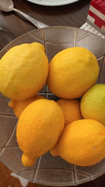 комнатные растения лимон: Распродажа лимоны взрослые растения по 5000с( высота около 170см от