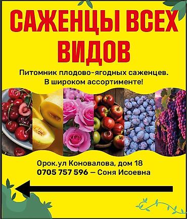 Другие фруктовые и ягодные растения: Плодово-ягодный питомник — саженцы всех видов. Большой выбор — 1