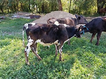 Коровы, быки: Продаю | Бык (самец) | Алатауская at lalafo.kg — 9 Коровы, быки: Продаю | Бык (самец) | Алатауская — 9