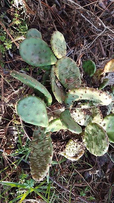 Kaktus: Kaktusi — 2