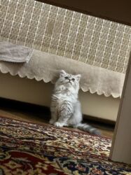 кошка шотландская цена: Britan, Erkək, Yaxşı əllərə, Pulsuz çatdırılma