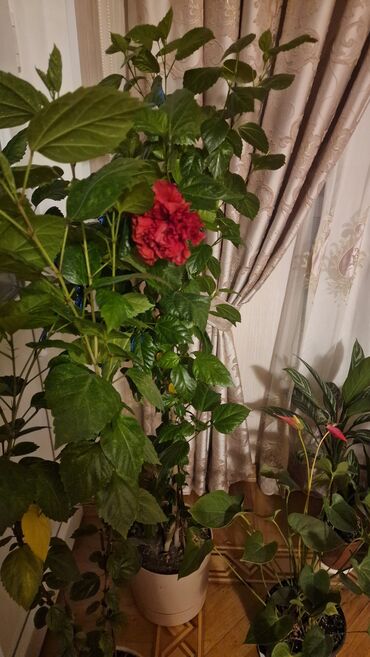 Удобрения: Комнатные растения