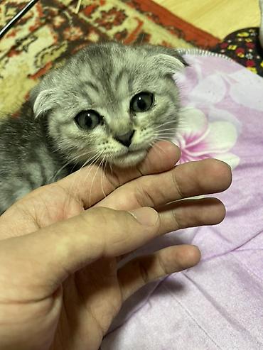 Продажа кошек: Шотландский вислоухий котёнок - Порода: шотландская вислоухая — 2