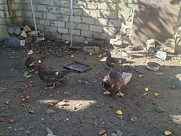 heyvan: Salam aleykum 5aylıqdılar 2erkək 3fərə təmiz krasnadar sordu erkəklər — 3