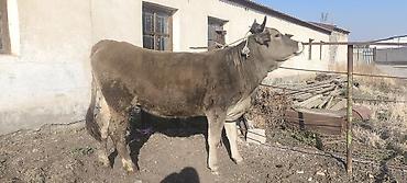 Продам с/х животных: Продаю | Корова (самка), Тёлка | Швицкая | Для разведения, Для молока — 3