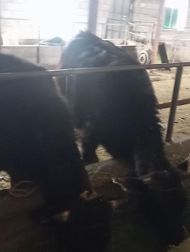Коровы, быки: Продаю | Корова (самка) | Для молока | Привязанные at lalafo.kg — 9 Коровы, быки: Продаю | Корова (самка) | Для молока | Привязанные — 9