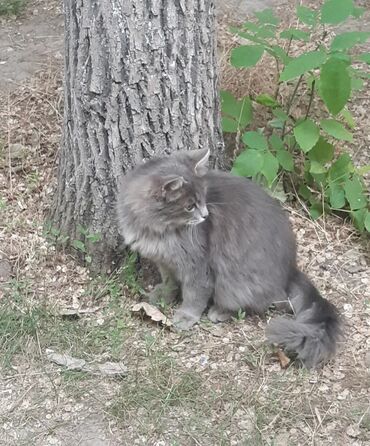 черные котята: Сибирская, 6 месяцев, Мальчик, Серый