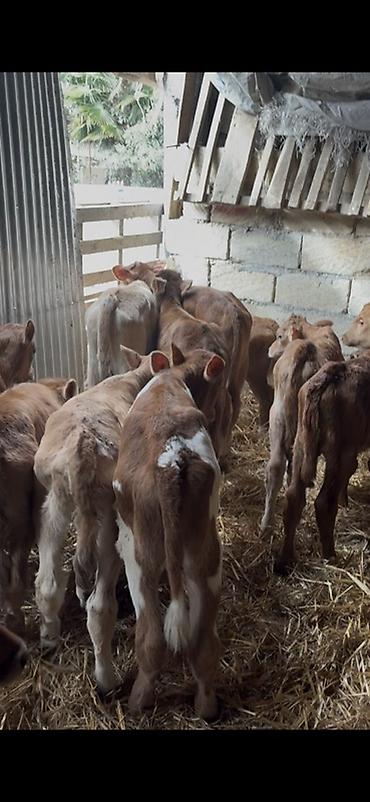 Dana, buzov: Satışda: dana balaları - Növ: yerli cins ətlik/südlük istiqamətə — 23