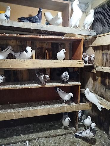 maltese qiymeti: Tutulmalar sağlam heyvalardi 
kom 3.50 tek qiymətləri ferqli — 1