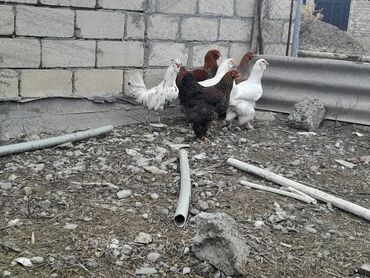 Xoruzlar: Bramalar satılır 3aylıqdılar.Bir ədəd qold xoruz-2qold fərə.bir ağ -da lalafo.az — 3 Xoruzlar: Bramalar satılır 3aylıqdılar.Bir ədəd qold xoruz-2qold fərə.bir ağ — 3