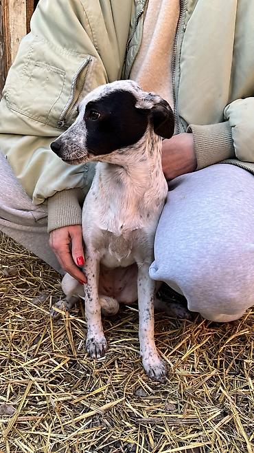 Отдам даром собаку: Собака даром: Дворняжка, 3 месяца, Самка, С прививкой — 9