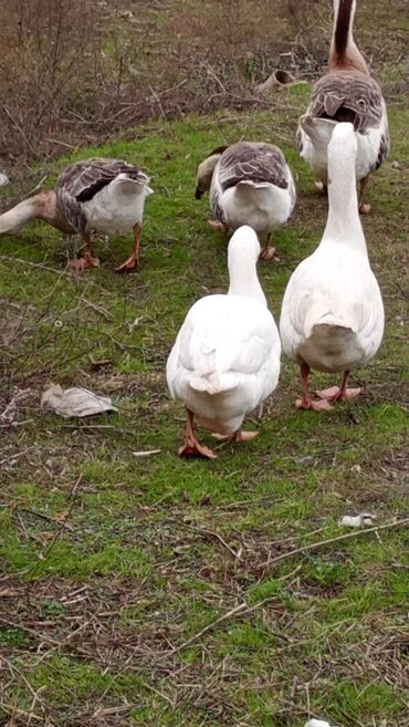 Qazlar: Erkək, | Linda, Damazlıq, Ünvandan götürmə — 4