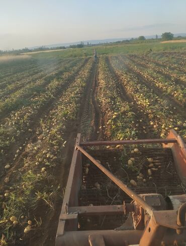 Süd sağan aparatlar: Kartof yığımı xidməti - Traktorla qoşqu tipli kartof çıxaran