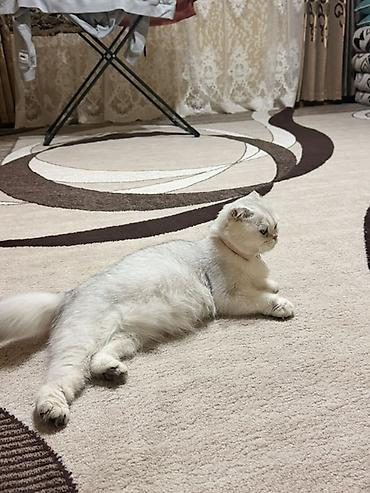 кошка скоттиш фолд цена: Скотиш Фолд (Шотландская вислоухая), 1 год, Девочка, Серебристая шиншилла, Приучена к лотку, Проглистована, С прививками — 2