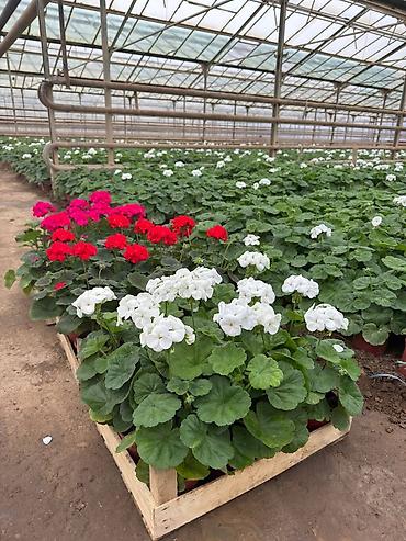 Садовые цветы и кустарники: Рассада цветка — 13