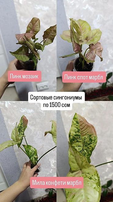 Сингониумы: Распродажа сортовых и редких комнатных растений, цены и названия — 5