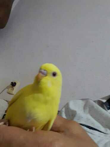 Digər quşlar: 1 aylıg qırmızı göz ələ öyrəşmiş quşdu
sumqayit — 14