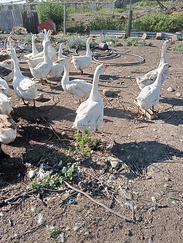 bakida cins ineklerin satisi: Linda Kuban qazları satılır. Qubanın kəndidir. 1 ilin qazlarıdır — 1