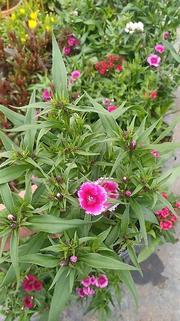 lavanda gülü qiyməti: Məhsul: Qolqoflu Qərənfil (Dianthus barbatus) – saksıda, çoxillik — 1