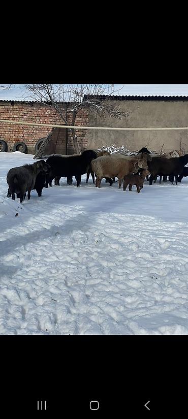 Баран, овца: Продаю | Овца (самка) | Полукровка | Для разведения | Племенные — 14