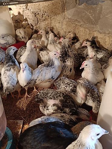 Toyuqlar: ‼️ Serebrist Colpaları 2 aylığ tam sağlam iri və yumurtalığ — 7