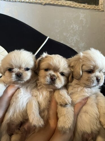 etibarlı əllərə itler: Pekines, 2 ay, Erkek, Peyvəndli