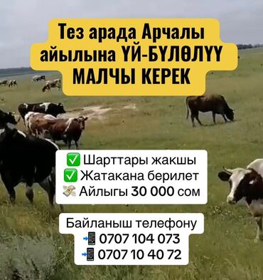 малчы керек бишкек: Талап кылынат Малчы, Төлөм Ай сайын
