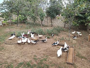 ördek: Muscovy ördəkləri sürüsü - Növlər: Muscovy (hind) ördəkləri, ağ — 1