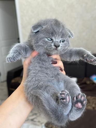 Pişiklər: Yaxşı əllərə — 16