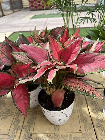 Каланхоэ: Комнатные цветы в горшках — готовые к украшению дома или офиса — 5