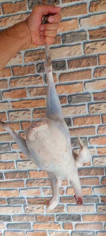 Digər quşlar: Allah herkesin xeyrini versin. Gördüyünüz oz qapinin hinduwkalarindan — 3