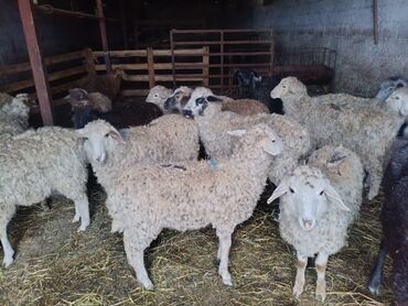 ящик для хранения: Сатам | Козу