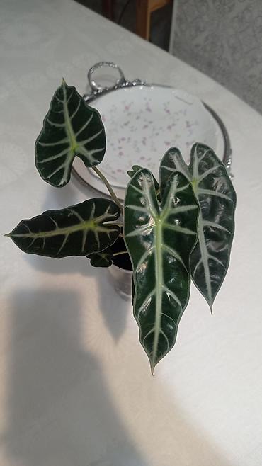 алоказия: Алоказия ‘Полли’ (Alocasia x amazonica ‘Polly’) — — 1