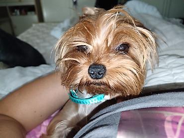 Psi: Jorkšir terijer – štenci iz kućnog legla majka ima kilo i po otac 980 — 20