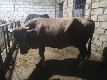 Inəklər, öküzlər: Dişi, il: 2, 540 kq, Ətlik, Ödənişli çatdırılma — 4