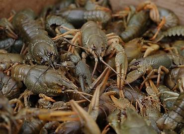 ракы: СРОЧНО!!! КУПЛЮ Живых раков🦞, только звонить ! — 2