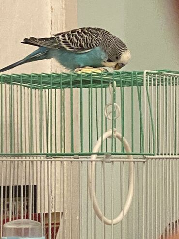 зоомагазин бишкек птицы: Продаю парочку волнистых попугаев.
Клетка и все остально вместе