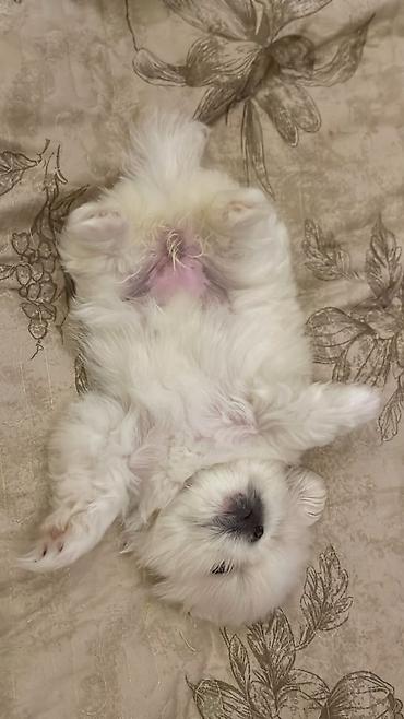 kiçik heyvanlar: Pekines, 1 ay, Dişi — 4