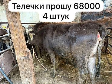 Коровы, быки: Продаю | Бык (самец), Тёлка | Для разведения | Привязанные — 1