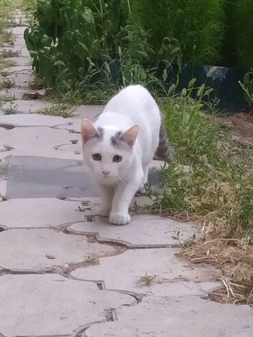 отдам щенка в хорошие руки бесплатно: Кошка даром: Беспородная, 9 месяцев, Мальчик, Приучена к лотку, Проглистована