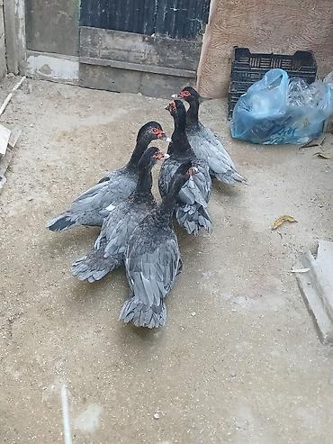 hind ordəyi: Erkək, | Lal ördək, Ətlik, Ünvandan götürmə — 3